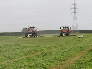 Baleage Hay and Silage for sale